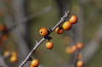 Common winterberry